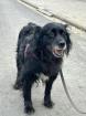 Ronna - NOTFALL Hundedame Ronna verliert ihr Zuhause